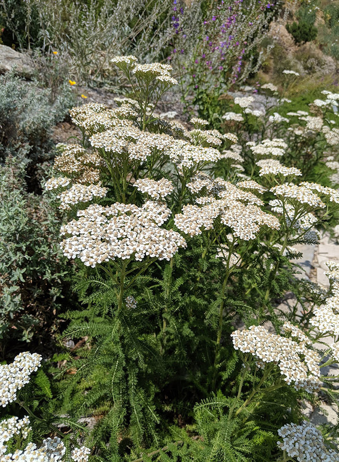Achillea millefolium - Yarrow (Seed)