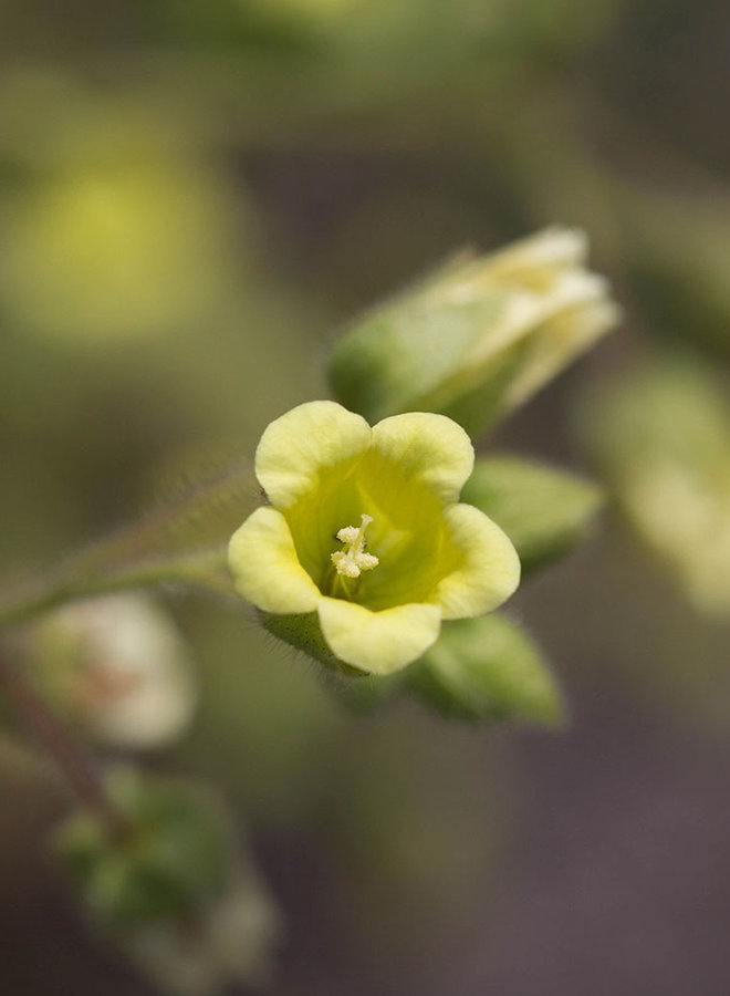 Emmenanthe penduliflora - Whispering Bells (Seed)