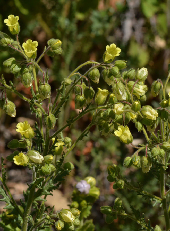 Emmenanthe penduliflora - Whispering Bells (Seed)