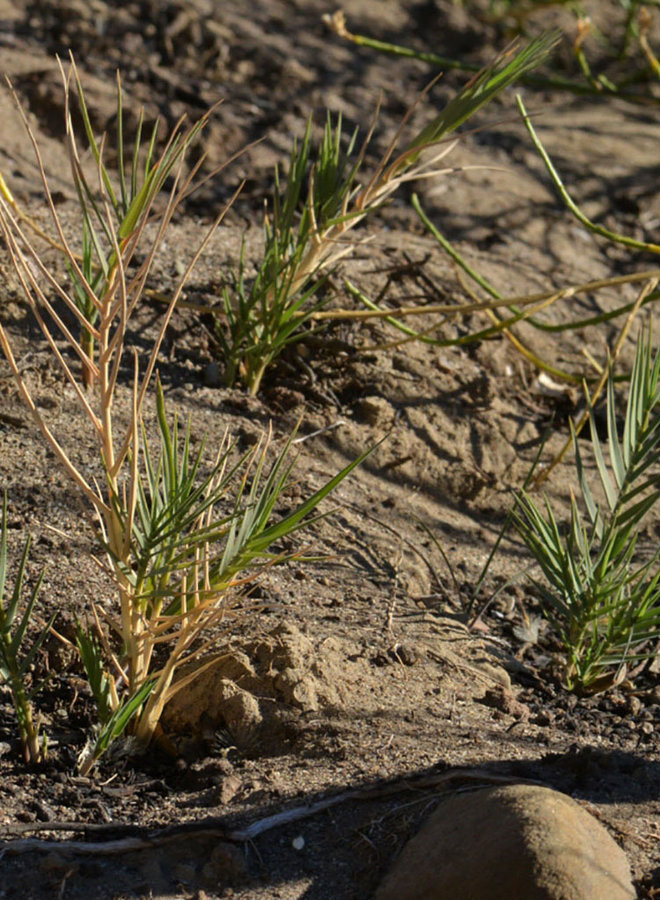 Distichlis spicata ssp. stricta - Salt Grass (Seed)