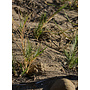 Distichlis spicata ssp. stricta - Salt Grass (Seed)