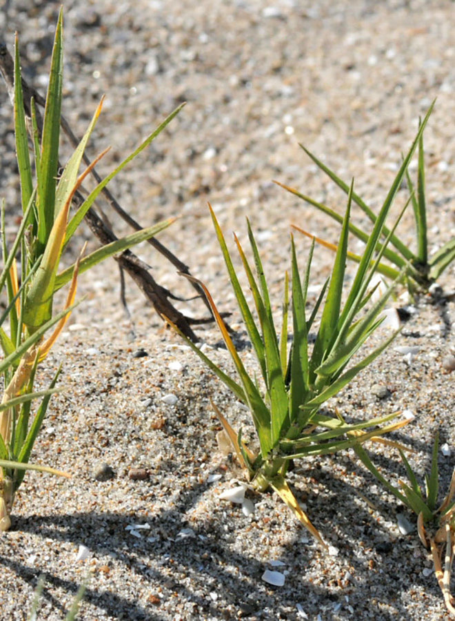 Distichlis spicata ssp. stricta - Salt Grass (Seed)