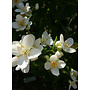 Philadelphus lewisii - Mock Orange (Seed)