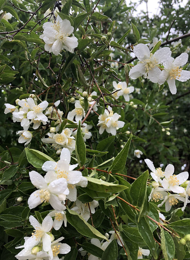 Philadelphus lewisii - Mock Orange (Seed)