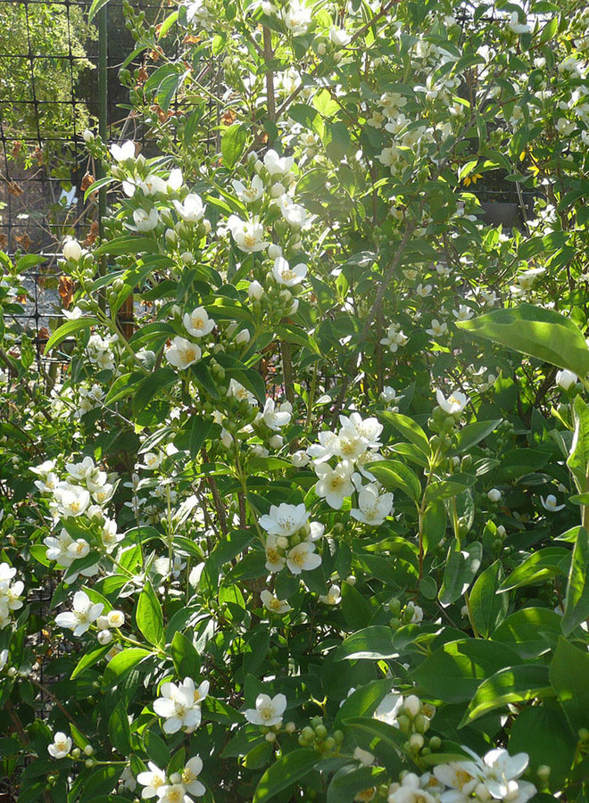 Philadelphus lewisii - Mock Orange (Seed)