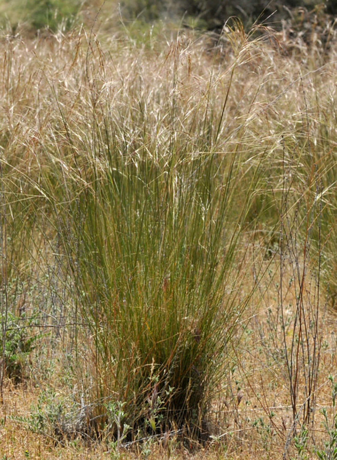 Stipa pulchra - Purple Needlegrass (Seed)