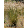 Stipa pulchra - Purple Needlegrass (Seed)
