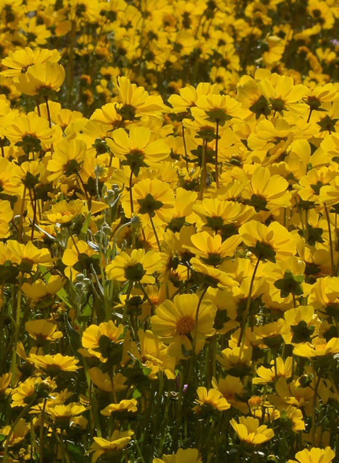 Leptosyne calliopsidea - Leafstem Tickseed (Seed)
