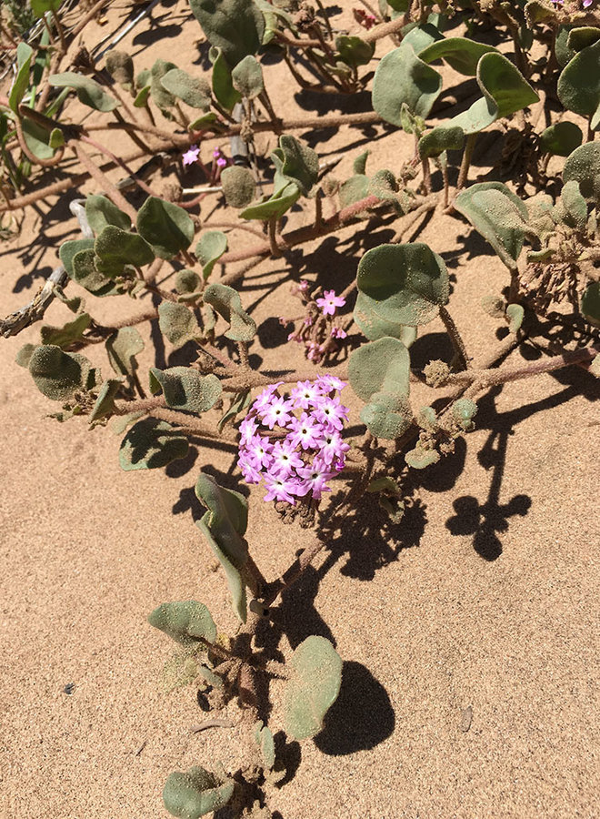 Abronia villosa - Desert Sand Verbena (Seed)