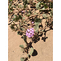Abronia villosa - Desert Sand Verbena (Seed)