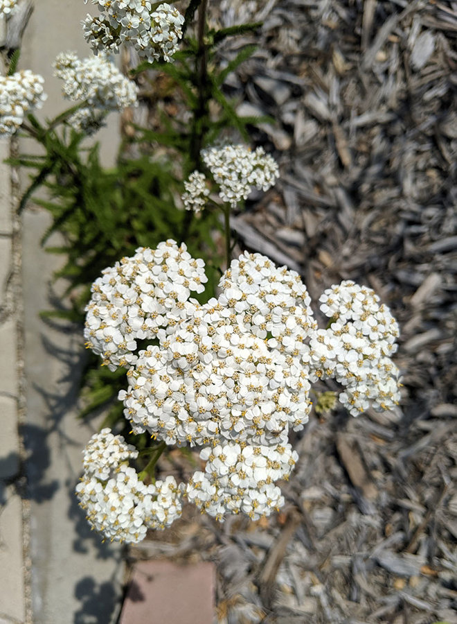 Achillea millefolium - Yarrow (Seed)