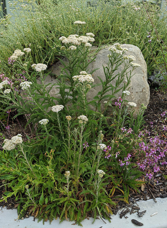 Achillea millefolium - Yarrow (Seed)