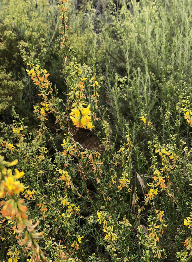Acmispon glaber - Deerweed (Seed)