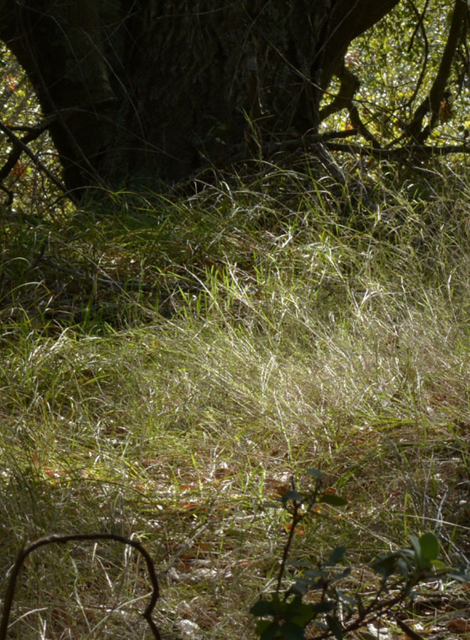 Agrostis pallens - Bent Grass (Seed)