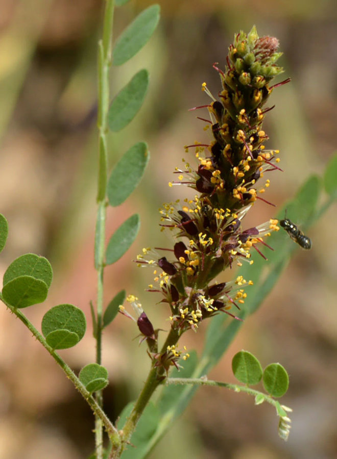 Amorpha californica - False Indigo (Seed)