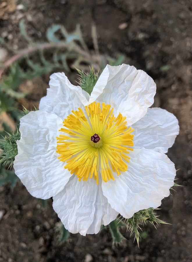 Argemone munita - Prickly Poppy, Chicalote (Seed)