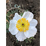 Argemone munita - Prickly Poppy, Chicalote (Seed)