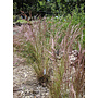 Aristida purpurea - Purple Three Awn (Seed)