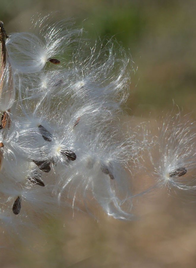 Asclepias fascicularis - Narrow Leaf Milkweed (Seed)