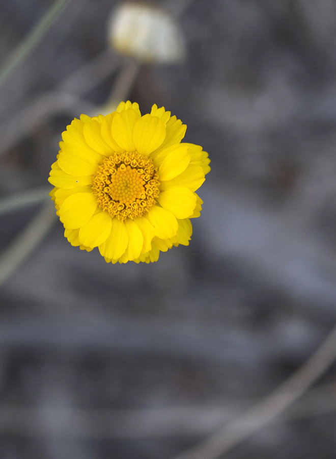 Baileya multiradiata - Desert Marigold (Seed)