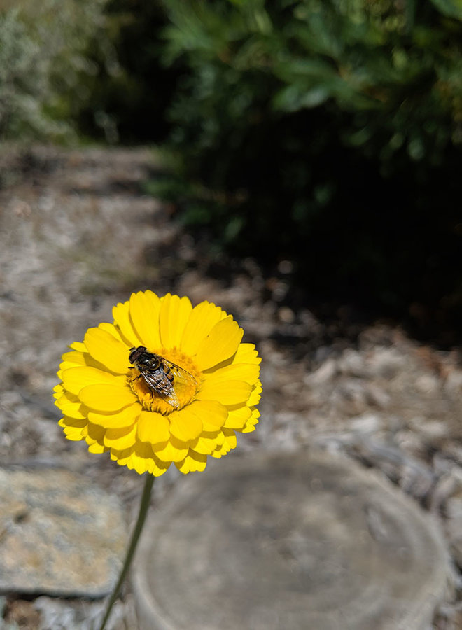Baileya multiradiata - Desert Marigold (Seed)