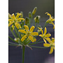 Bloomeria crocea - Golden Stars (Seed)