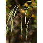 Bromus carinatus - California Bromegrass (Seed)