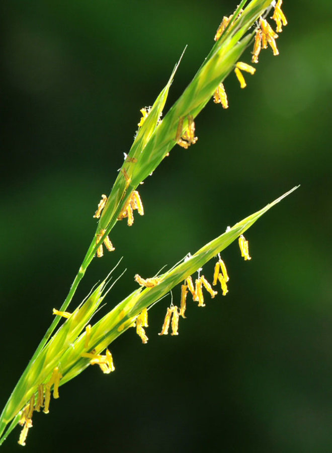Bromus carinatus - California Bromegrass (Seed)