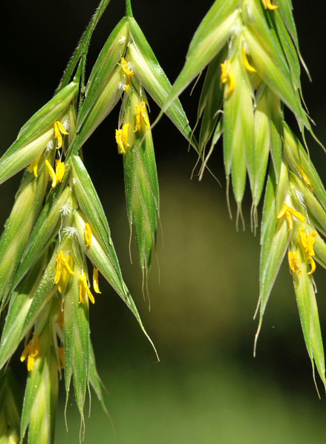 Bromus carinatus - California Bromegrass (Seed)