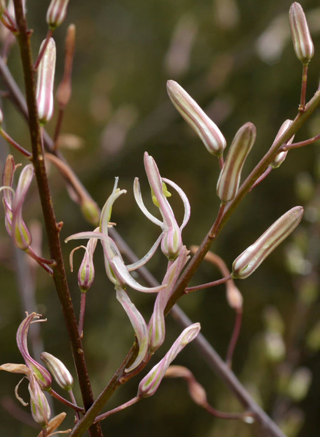 Chlorogalum pomeridianum - Soap Plant (Seed)