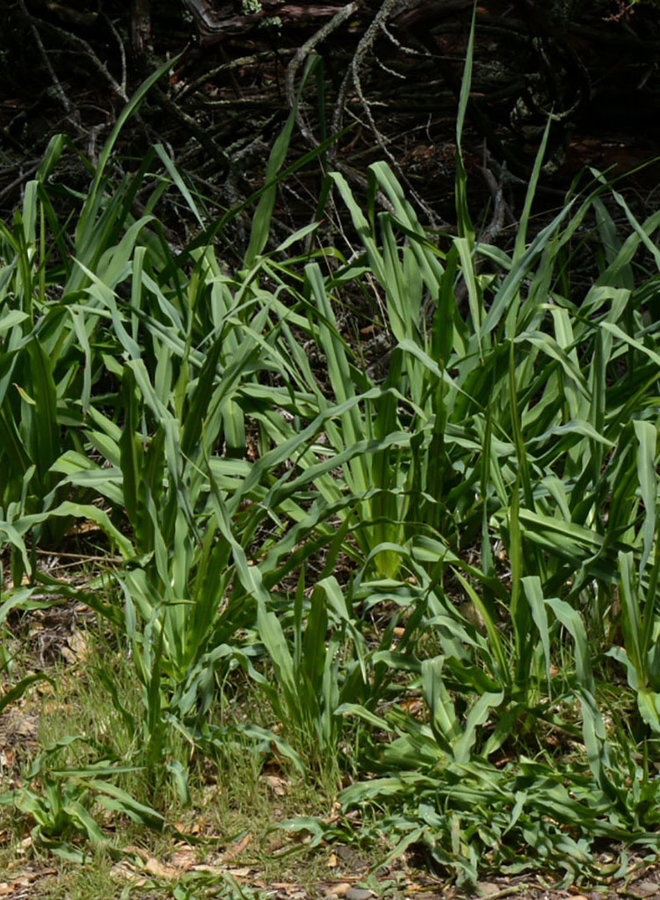 Chlorogalum pomeridianum - Soap Plant (Seed)