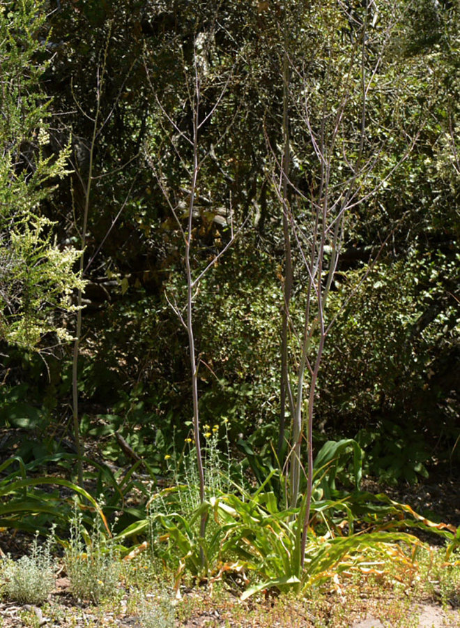 Chlorogalum pomeridianum - Soap Plant (Seed)