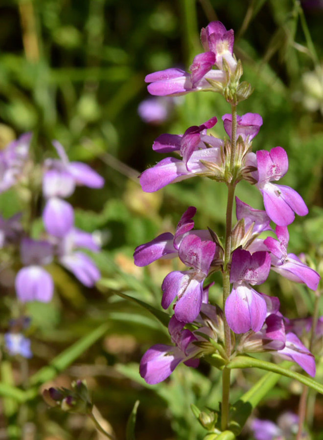Collinsia heterophylla - Chinese Houses (Seed)