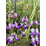 Collinsia heterophylla - Chinese Houses (Seed)