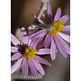 Corethrogyne filaginifolia - Common Sandaster, California Aster (Seed)