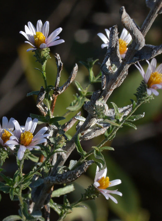 Corethrogyne filaginifolia - Common Sandaster, California Aster (Seed)
