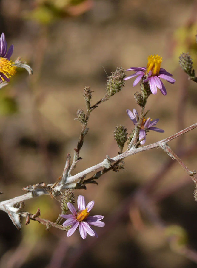 Corethrogyne filaginifolia - Common Sandaster, California Aster (Seed)
