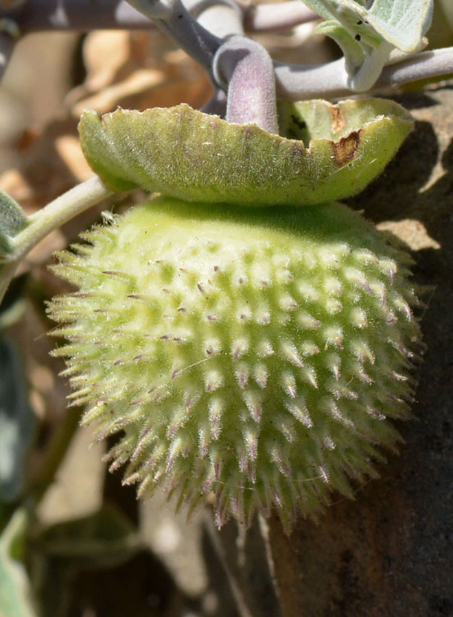 Datura wrightii - Sacred Datura, Jimsonweed (Seed)