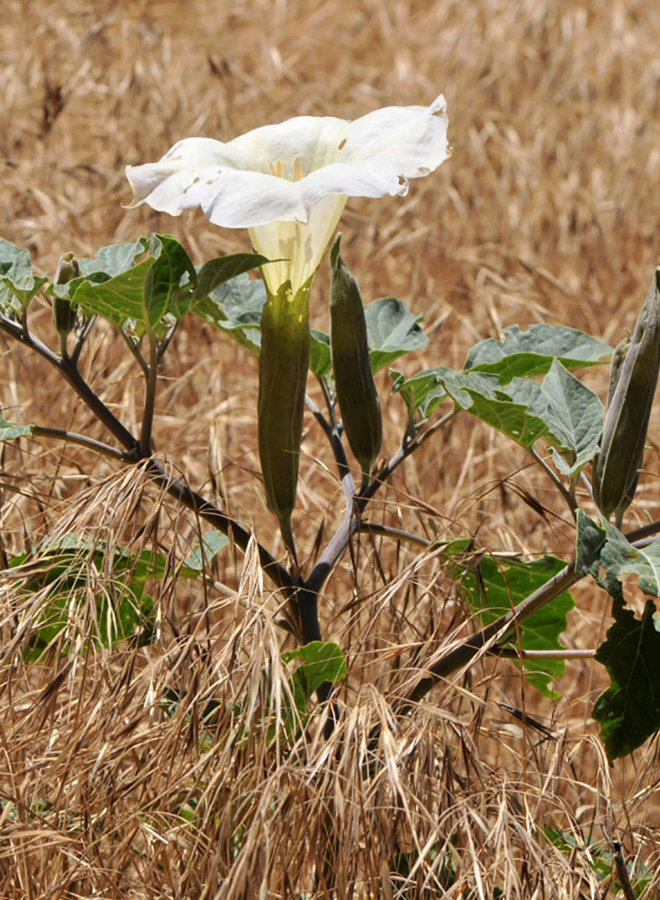 Datura wrightii - Sacred Datura, Jimsonweed (Seed)