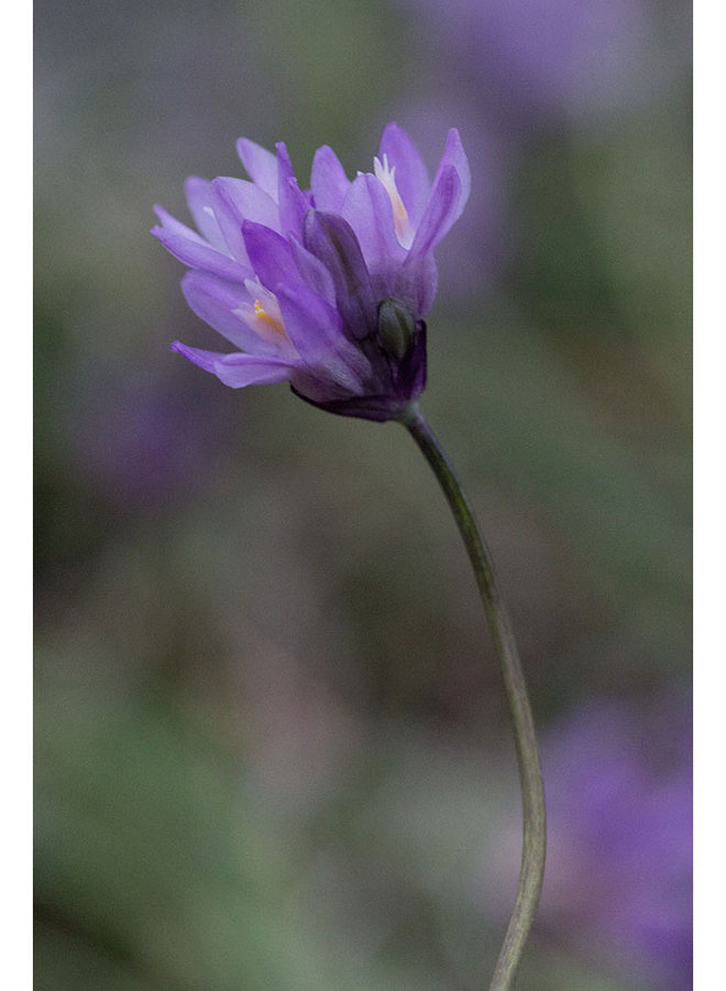 Dichelostemma capitatum - Blue Dicks, Wild Hyacinth (Seed)