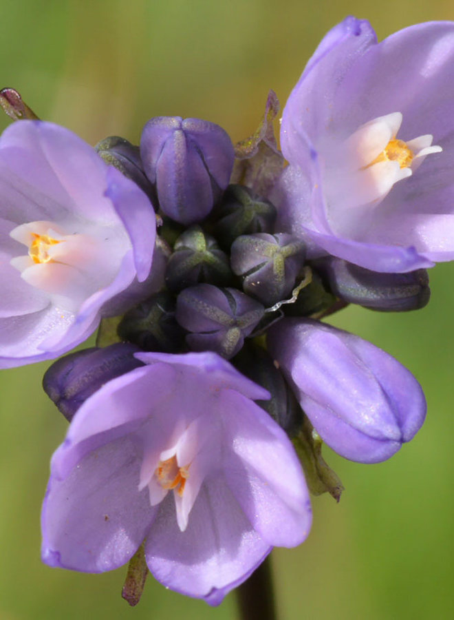 Dichelostemma capitatum - Blue Dicks, Wild Hyacinth (Seed)