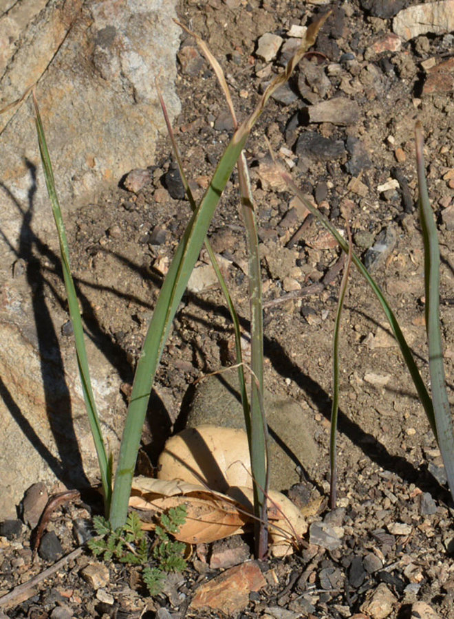 Dichelostemma capitatum - Blue Dicks, Wild Hyacinth (Seed)