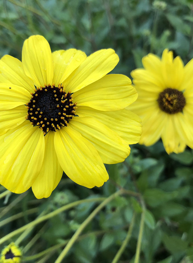 Encelia californica - Coast Sunflower, California Bush Sunflower (Seed)