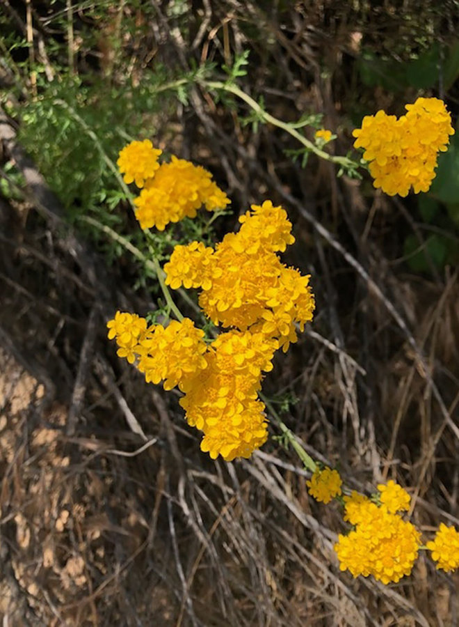 Eriophyllum confertiflorum - Golden Yarrow (Seed)