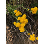 Eriophyllum confertiflorum - Golden Yarrow (Seed)