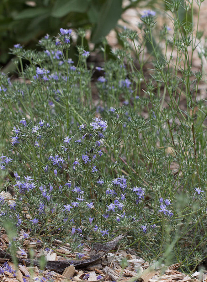 Eriastrum densifolium - Giant Eriastrum (Seed)