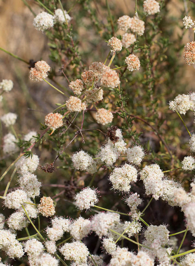 Eriogonum fasciculatum - California Buckwheat (Seed)