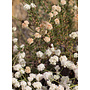 Eriogonum fasciculatum - California Buckwheat (Seed)