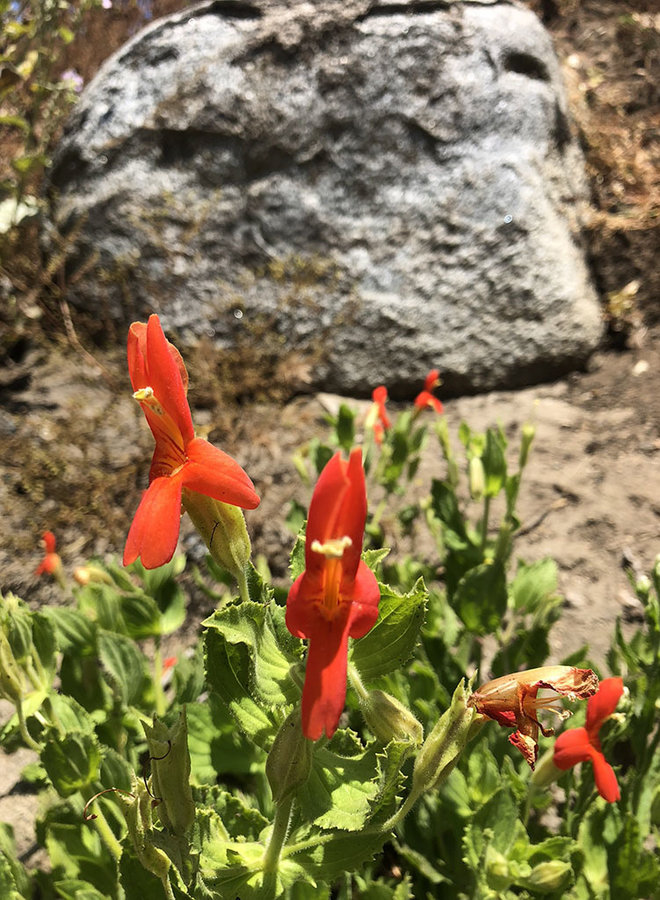 Erythranthe cardinalis - Scarlet Monkeyflower (Seed)