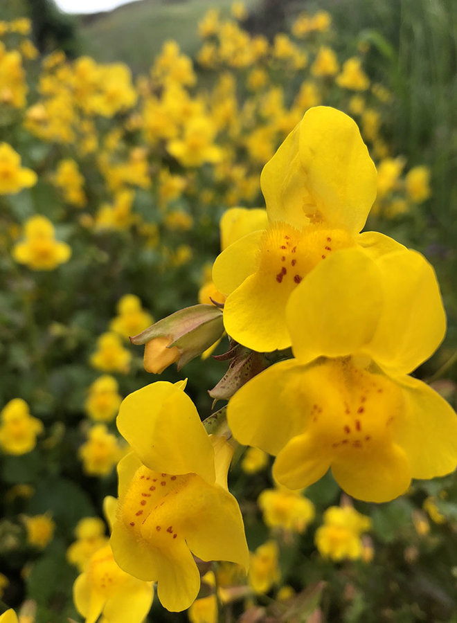 Erythranthe guttata - Yellow Monkey Flower (Seed)